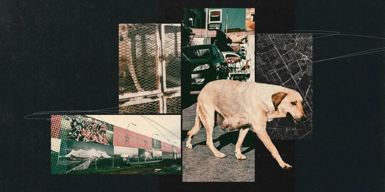 乐鱼-TA:为筹备2030年世界杯,摩洛哥正在全国范围内扑杀流浪狗